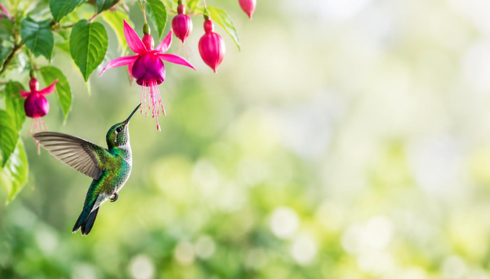 An emerald hummingbird hovering beneath pink fuchsia blossoms